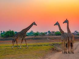 Kenya
